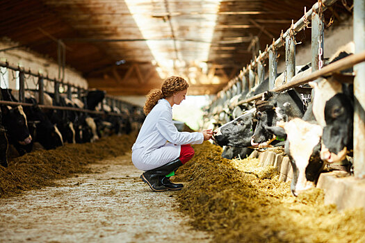 Использование антибиотиков при производстве молока и мяса регламентируют