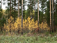 Поехали за клюквой и пропали: названы места в Омской области, где чаще всего теряются люди