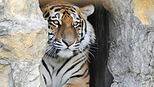 В столичном зоопарке поселились два амурских тигра