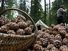Перед Универсиадой в Красноярске резко подорожали кедровые орехи