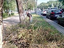 В Оренбурге продолжают бороться с сорняками