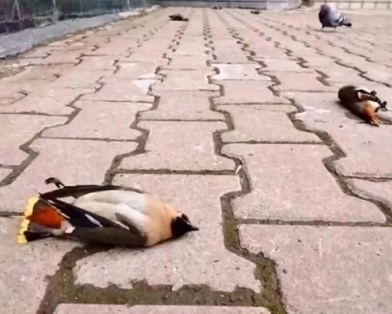 Жители ЖК в Нижнем Новгороде нашли у себя во дворе пьяных птиц