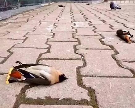 Жители ЖК&nbsp;в&nbsp;Нижнем Новгороде нашли у&nbsp;себя во&nbsp;дворе пьяных птиц