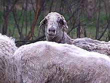 На Ямале самый высокий индекс развития сельского хозяйства