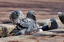 Новосибирцев призвали не кормить голубей