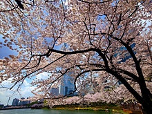 В Сеуле проходит фестиваль цветущей вишни