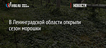 В Ленинградской области открыли сезон морошки