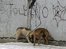 Бастрыкин потребовал доклад после нападения бродячих псов на ребенка