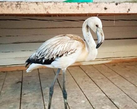 Судьбу якутского фламинго-найденыша решат на федеральном уровне