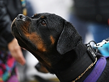 Россиян предупредили о штрафе за лающую собаку в квартире