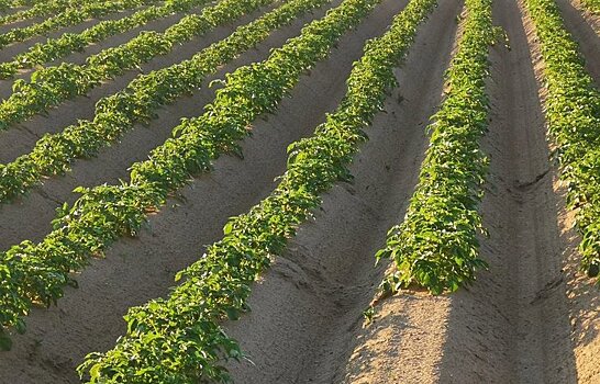 ЛПХ Нижегородской области смогут получить субсидию на производство картофеля и овощей открытого грунта