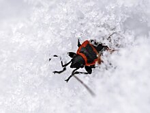 Энтомолог Каширский: сухое и жаркое лето снизит численность насекомых в столичном регионе