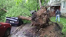 Более сотни деревьев упали за сутки в Москве