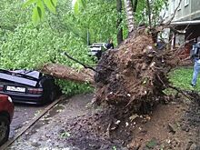 Более сотни деревьев упали за сутки в Москве