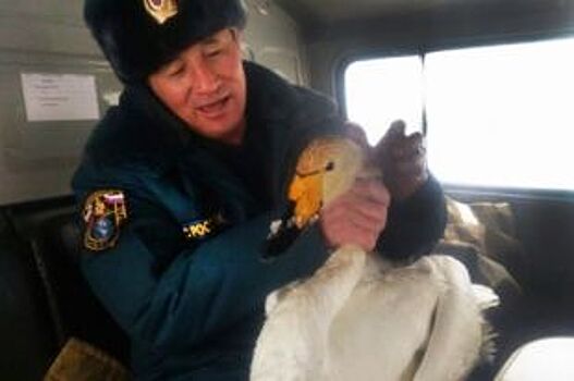 Пожарный из Кош-Агача спас оставшегося на зимовку одиночку-лебедя