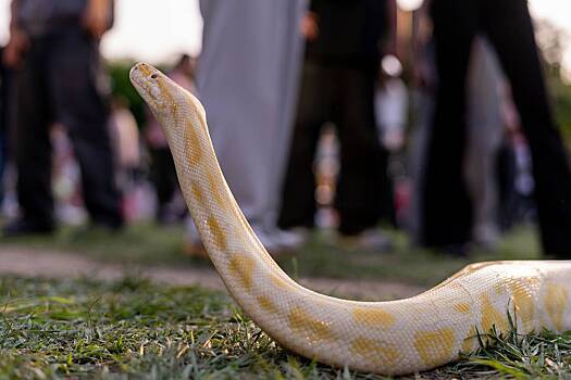 Дети жестоко расправились с трехметровым питоном