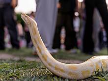 Дети жестоко расправились с трехметровым питоном