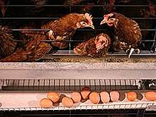 Уголовное дело возбуждено в отношении руководства «Тольяттинской птицефабрики»