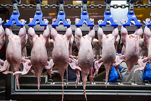 Правительство ввело беспошлинный импорт куриного мяса