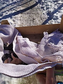 Живодеры не постеснялись обречь котят на смерть прямо у храма