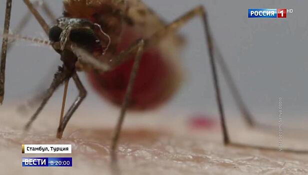 Малярия, денге, желтая лихорадка: как не привезти из отпуска смертельный "багаж"