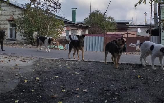 Куряне через суд требуют убрать несанкционированные будки для собак