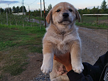 Челябинцы выкупили щенков, которых корейцы хотели приготовить с медом
