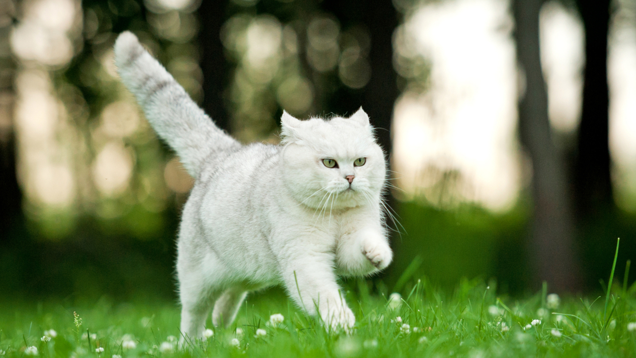 Кошки окраса мраморного