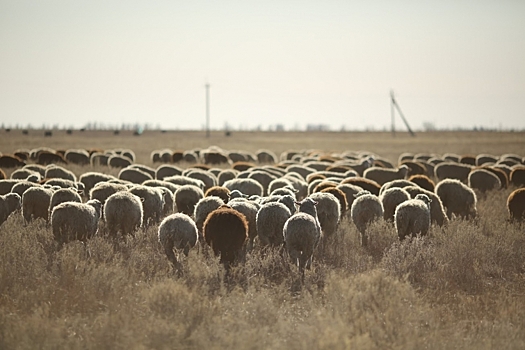 В Волгограде проверено 105 тонн овечьей шерсти для экспорта в Китай