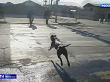 Нападает собака, отвечает человек: наказание за опасные породы могут ужесточить