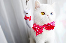 Инстаграм-когти: 11 аккаунтов необычных кошек