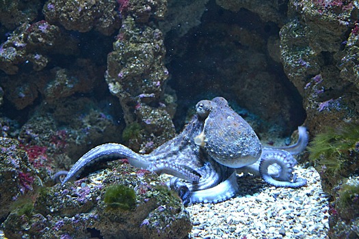 Ученые нашли город осьминогов у побережья Австралии
