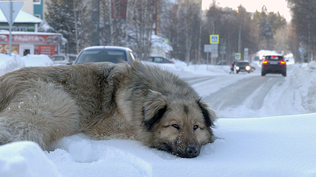 Жители Ноябрьска рассказали об отравлении домашней собаки в городском парке