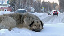 Жители Ноябрьска рассказали об отравлении домашней собаки в городском парке