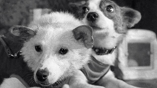 Что стало с животными, которые первыми побывали в космосе