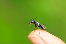 Как муравьи научились искать опухоли