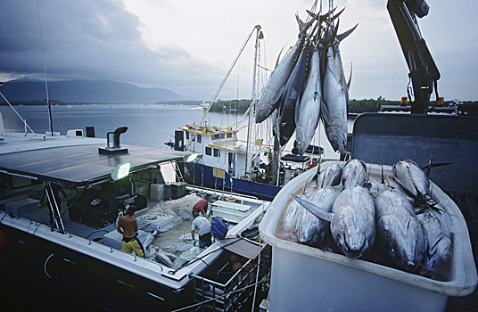 За полгода импорт тунца в Россию упал почти на треть