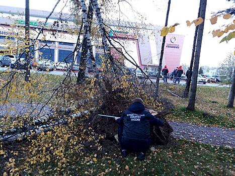 Ребенок находится в реанимации после падения дерева на автомобиль в Калужской области