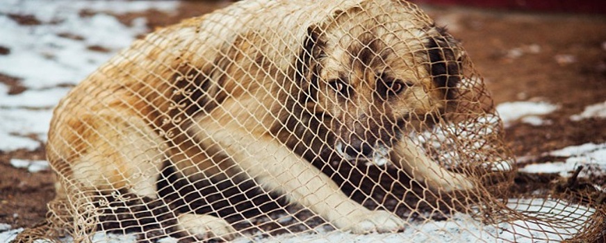 В Нижнем Тагиле не хватило 3 млн рублей, чтобы выполнить все заявки по отлову бездомных собак