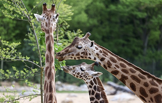 Жирафов разделили на четыре вида