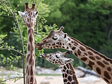 Жирафов разделили на четыре вида