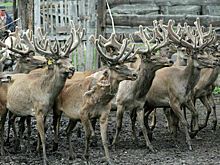 Панты оленя и корень аира просят легализовать