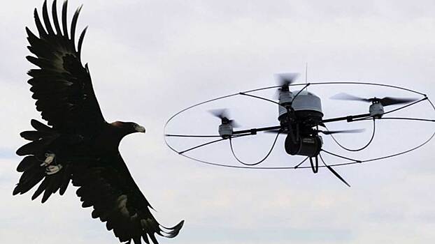 От шпионских дронов Кремль защитят соколы и ястребы