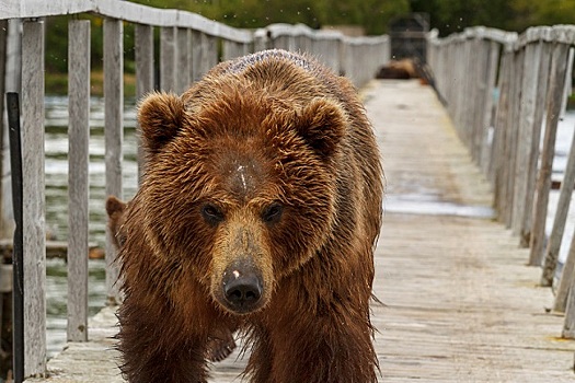 На улицах Петропавловска-Камчатского застрелили двух медведей