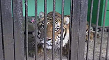 Сбежавший от самки тигр отказался от еды из-за стресса