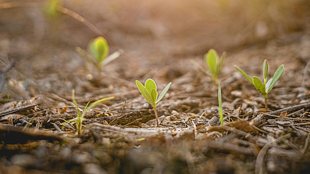 Какие цветы бесполезно сеять в феврале