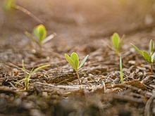 Какие цветы бесполезно сеять в феврале
