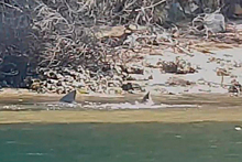 Устроившая охоту рядом с купающейся семьей акула попала на видео