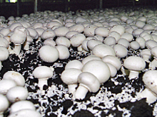 «Выборжец» вложит 4 млрд рублей в комплекс по выращиванию шампиньонов