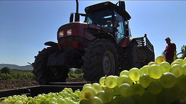 В Крыму побит рекорд по сбору урожая винограда